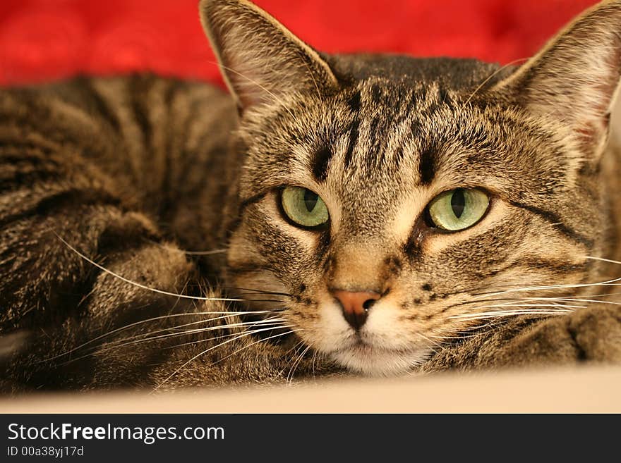 A close up of a tabby cat with green eyes. A close up of a tabby cat with green eyes