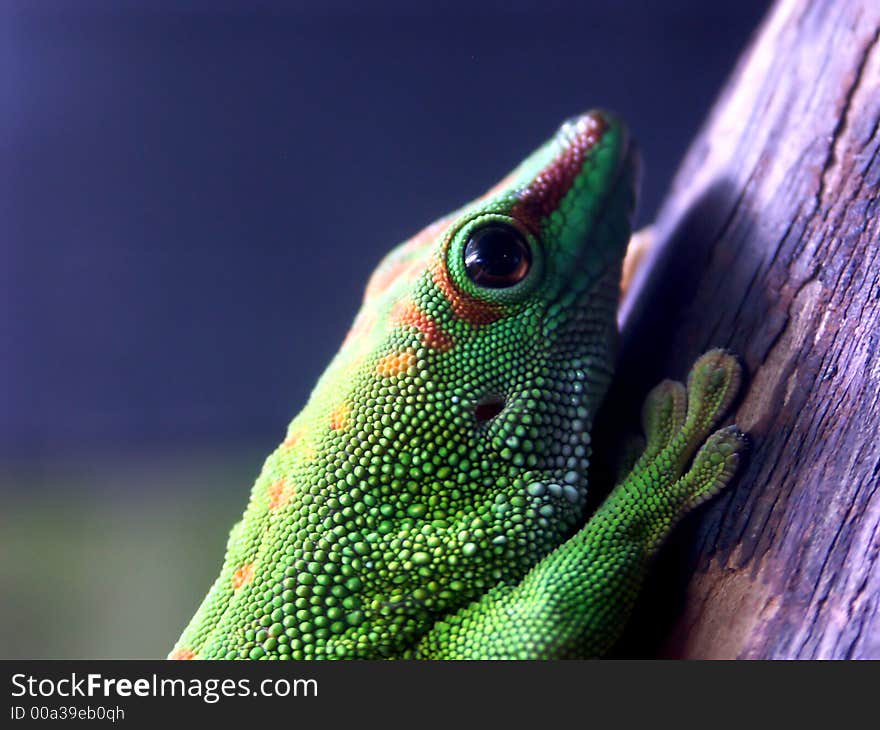 Geko taken in the acquarium