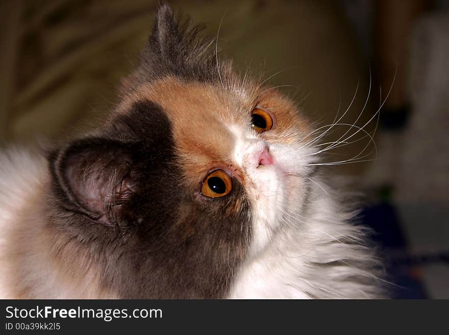 Curious little baby cat looking up