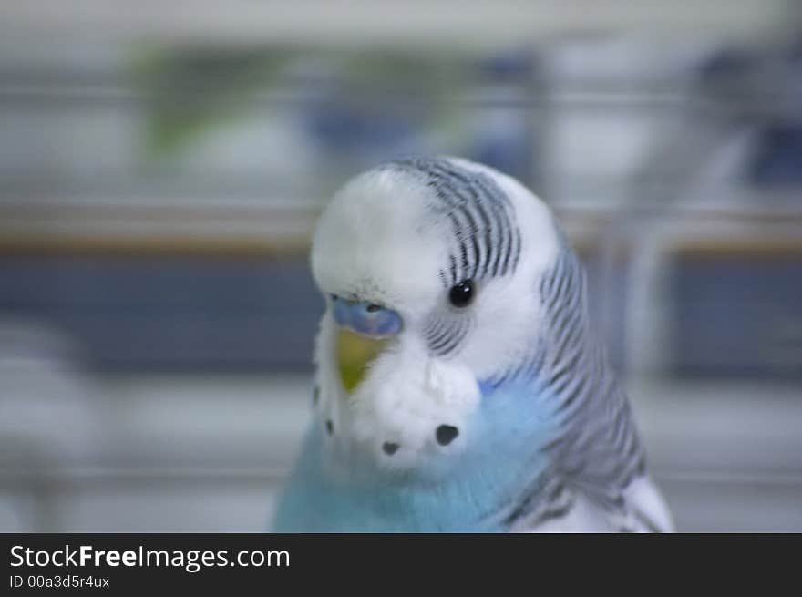 Blue Parakeet