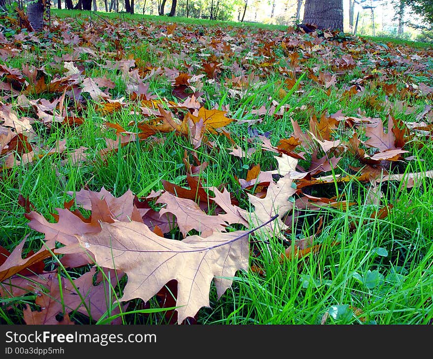 Autumn in the park, fall