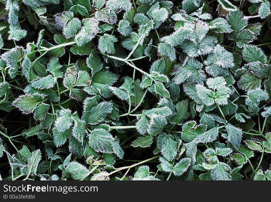 Frozen foliage