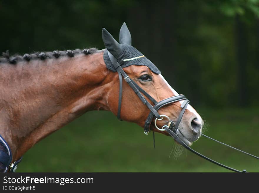 Horse profile portrait with blurred background. Horse profile portrait with blurred background