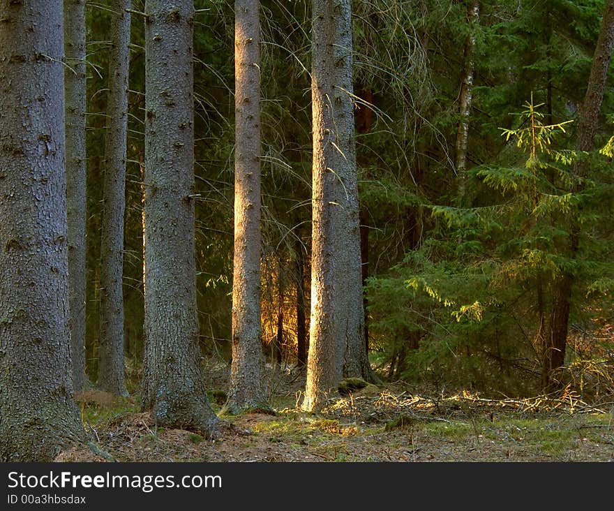 Green forest