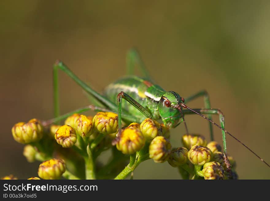 Grasshopper on a yellow flower