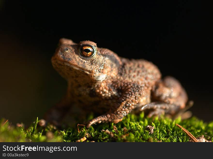 Toad (Bufo bufo)