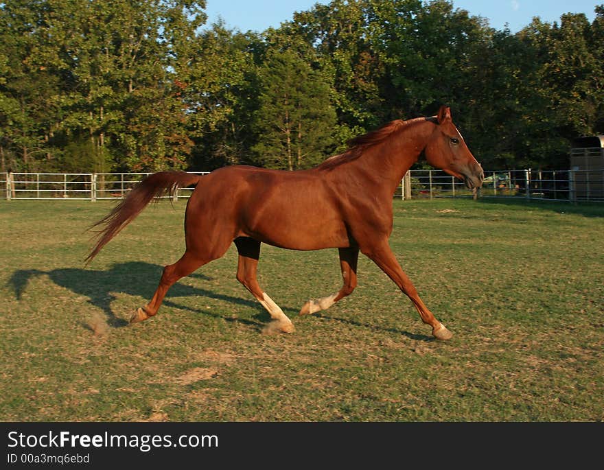 Chestnut Arabian gelding trotting in arena