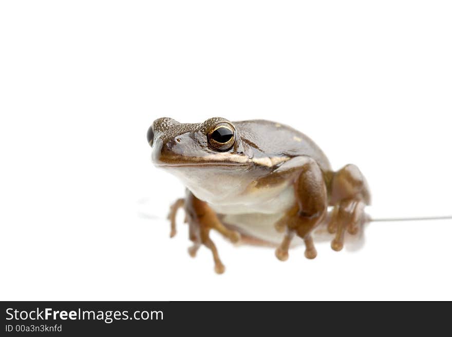 Frog perched on top of a glass in highkey, macro with focus on eye. Frog perched on top of a glass in highkey, macro with focus on eye