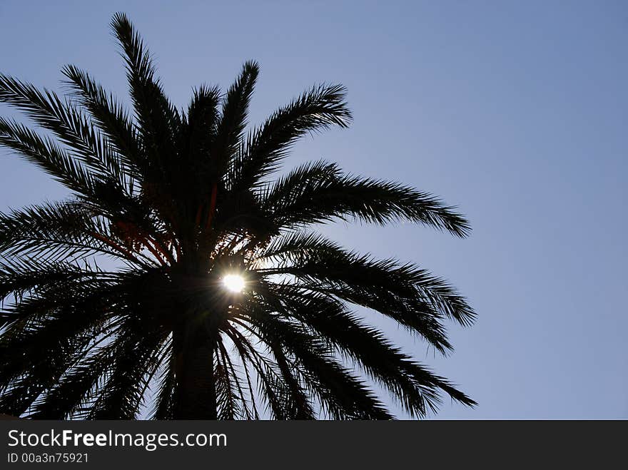 Nice palm tree silhouette against strong summer sun