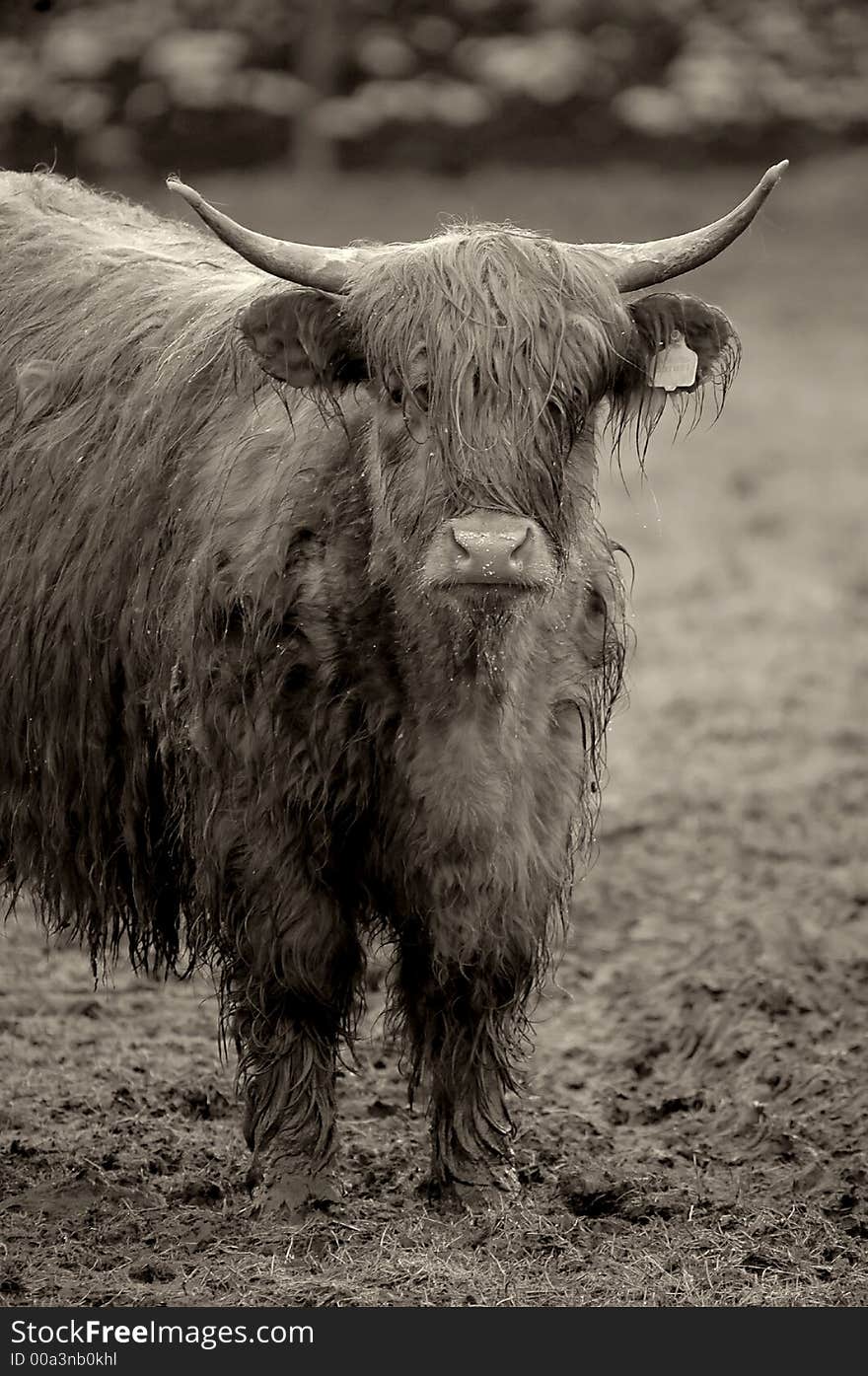 An image of a Highland Cow on a wet day in of course Perthshire in Scotland