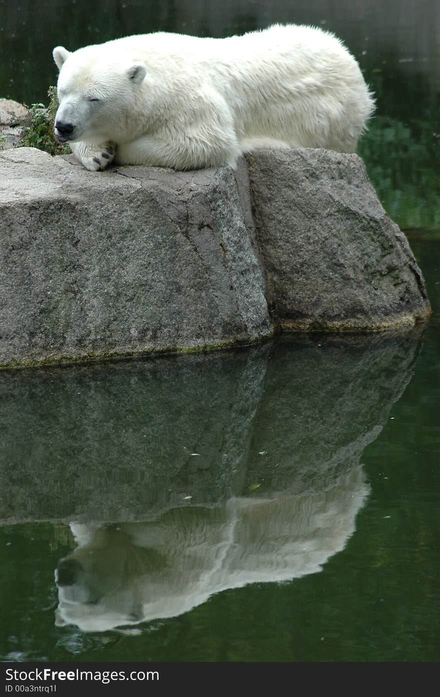 Polar Bear at Zoo