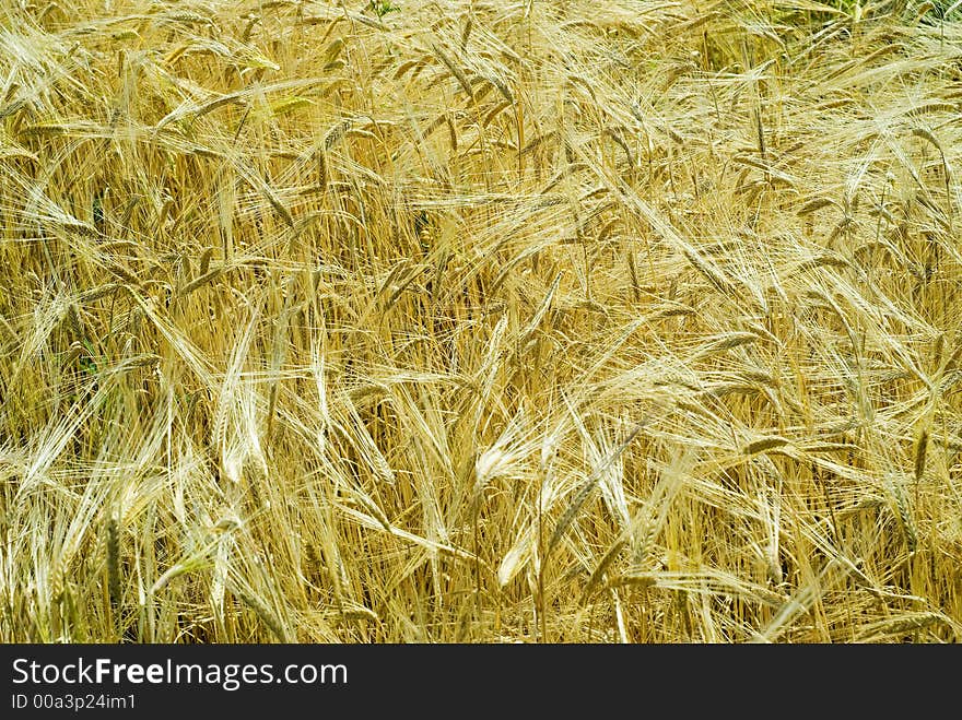 Wheat field in the wind