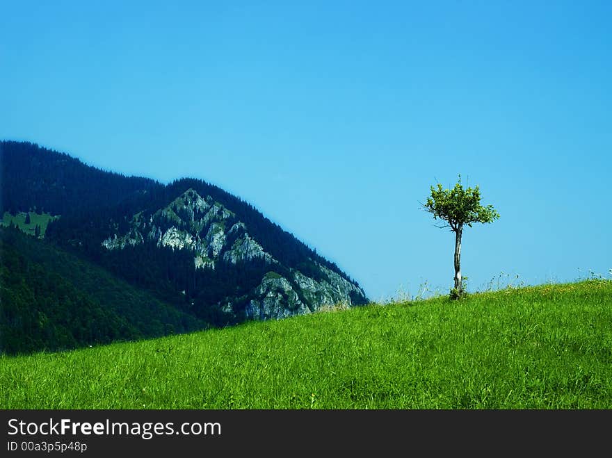 Single small tree in solitude. Single small tree in solitude