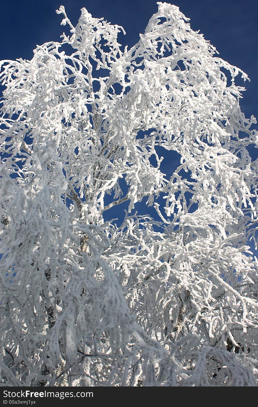 Fairy tale of winter forest Winter branches with snow Cold weather. Fairy tale of winter forest Winter branches with snow Cold weather