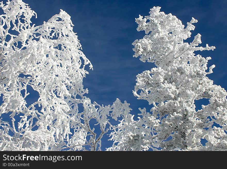 Fairy tale of winter forest Winter branches with snow Cold weather. Fairy tale of winter forest Winter branches with snow Cold weather