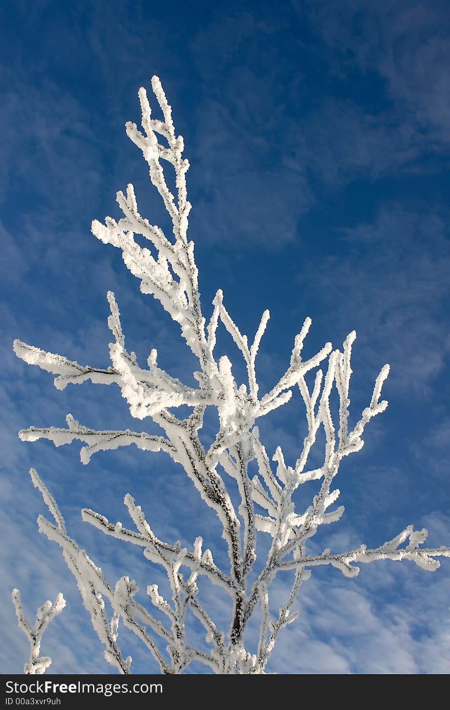 Winter branches with snow against blue sky with clouds 8