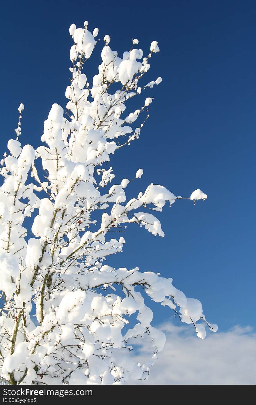 Snowy shrub