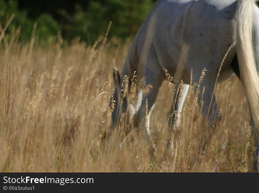 White Horse Grazing