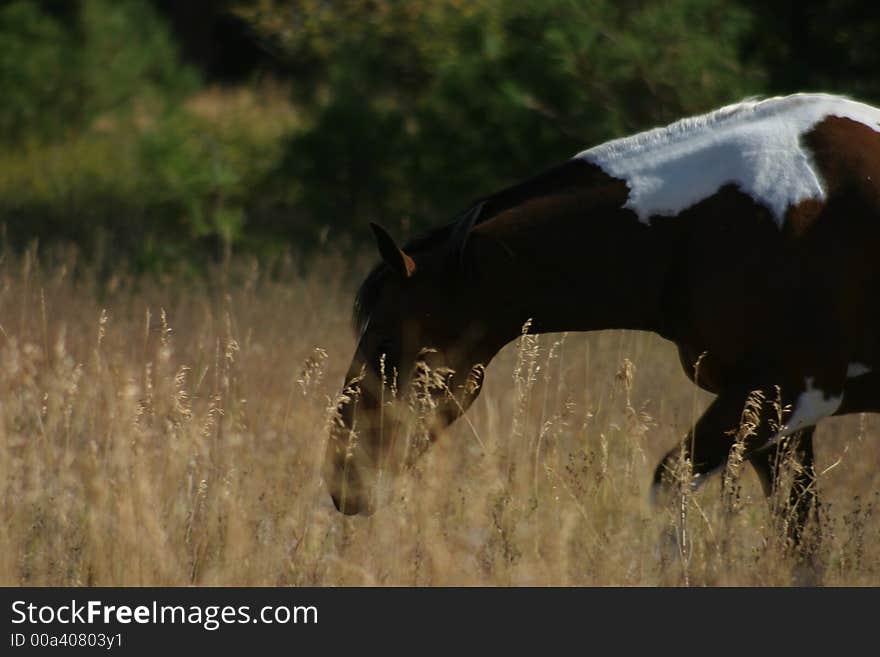 Profile of Spotted Horse