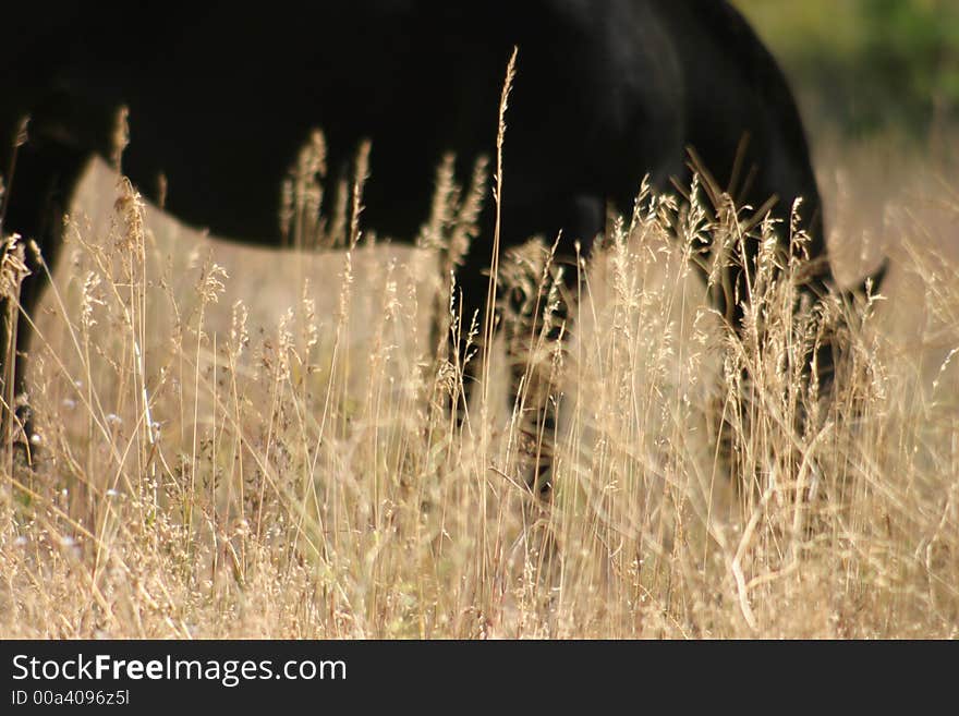 Silhouette of Horse Grazing