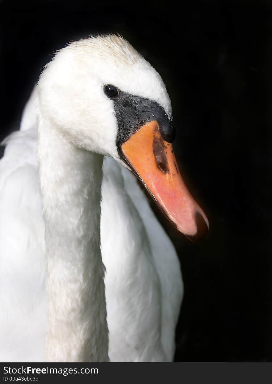 The head of swan with black background