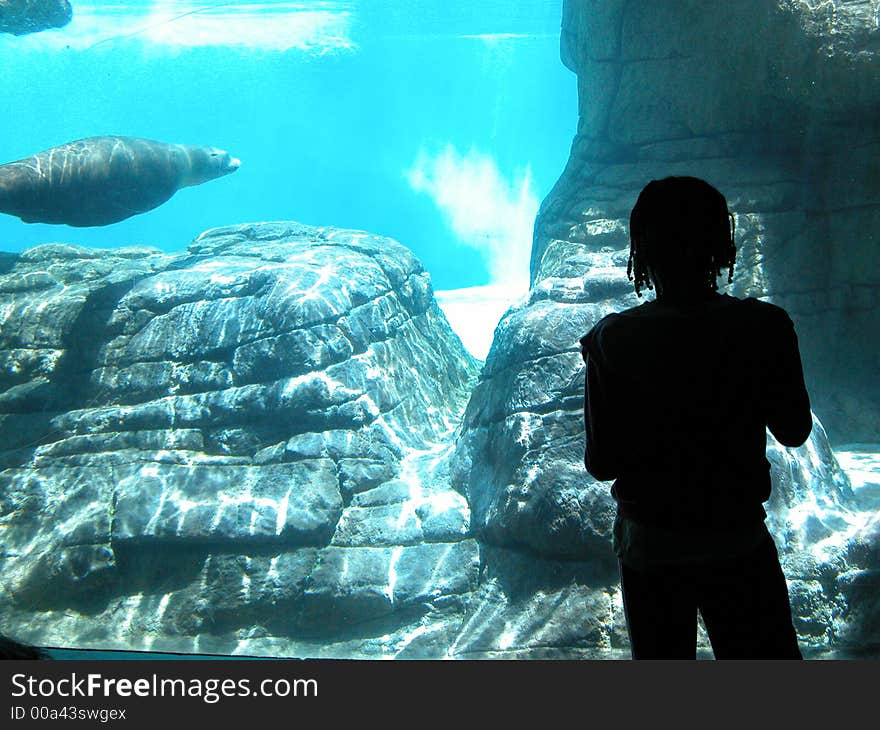 Taken at the Indianapolis Zoo - beautiful shadow/profile of a young black girl. Taken at the Indianapolis Zoo - beautiful shadow/profile of a young black girl.