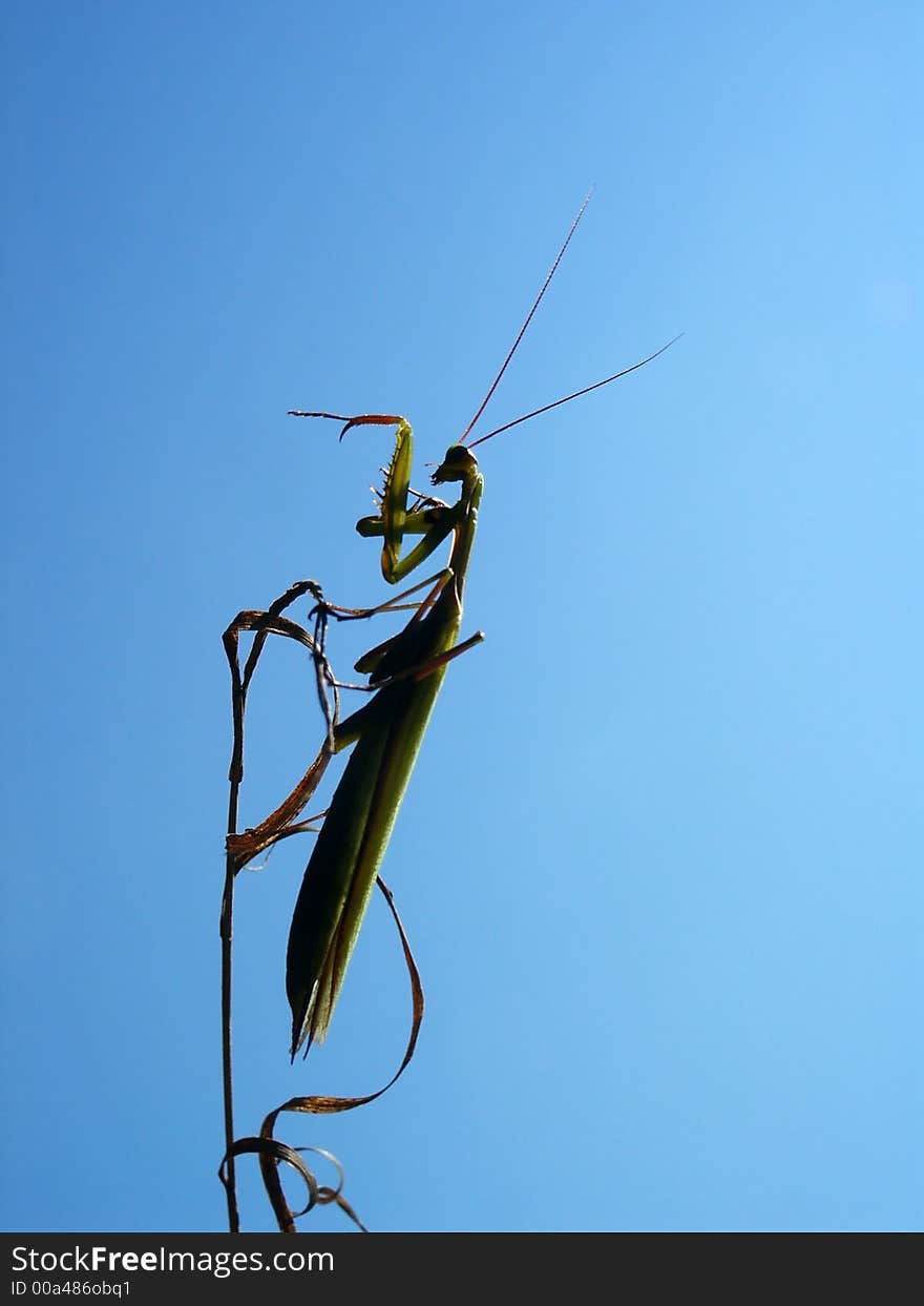 Mantis On Single Grass