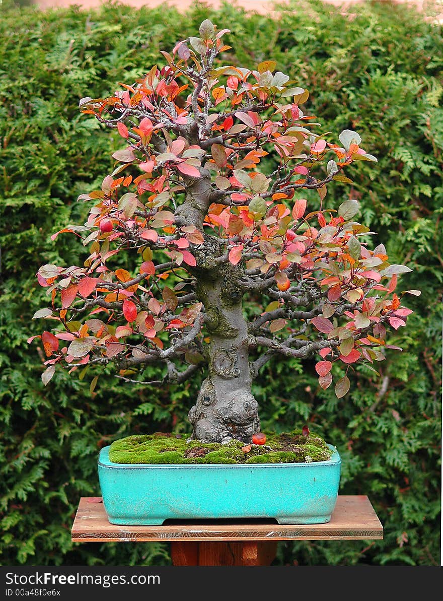 Quince Bonsai In Fall