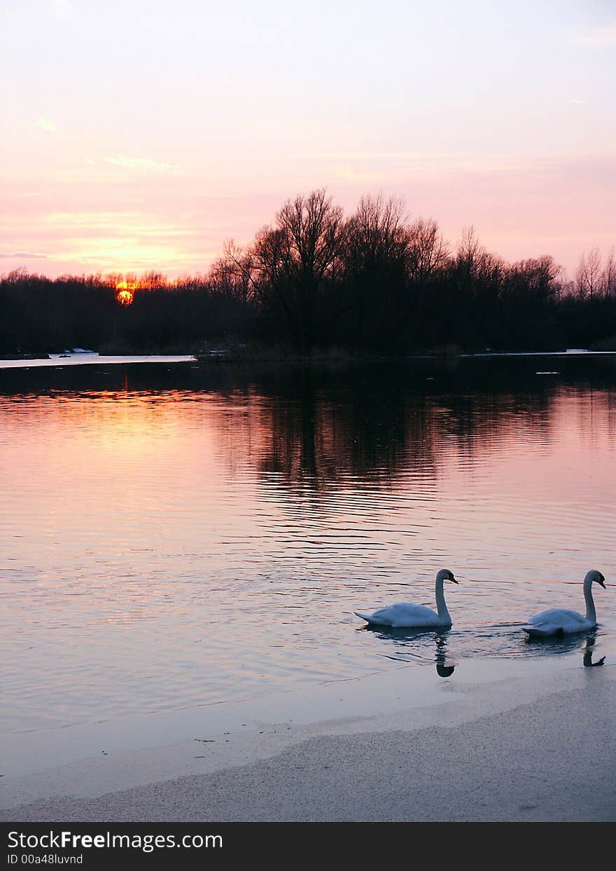 Swan couple on evening swim