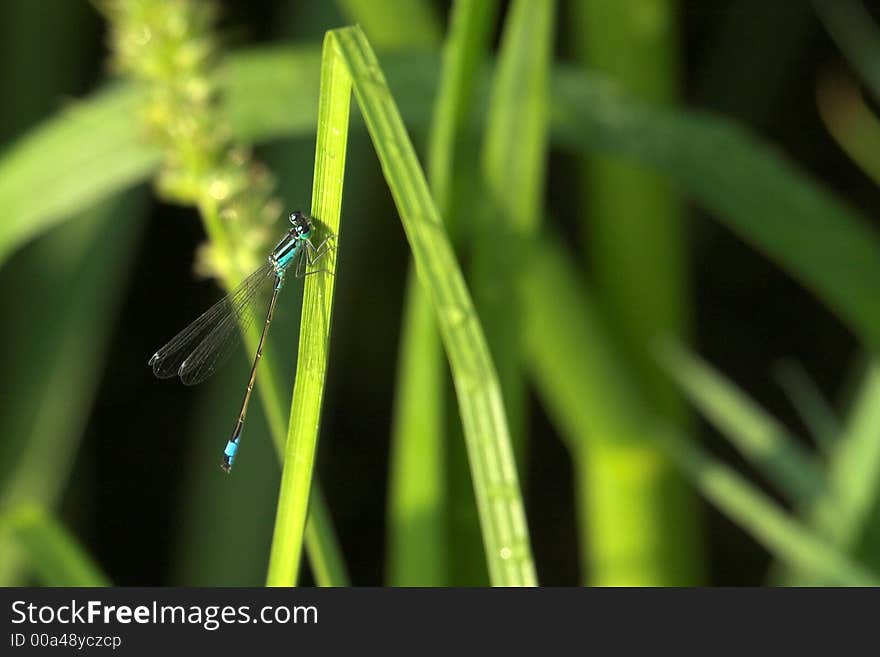 A Damselfly relaxing in the sun