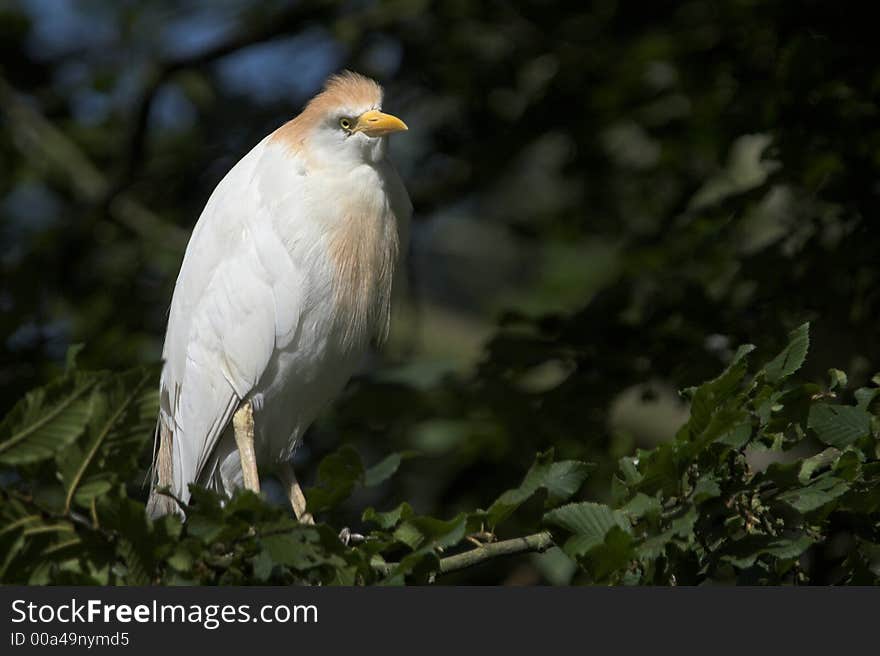 Great Egret