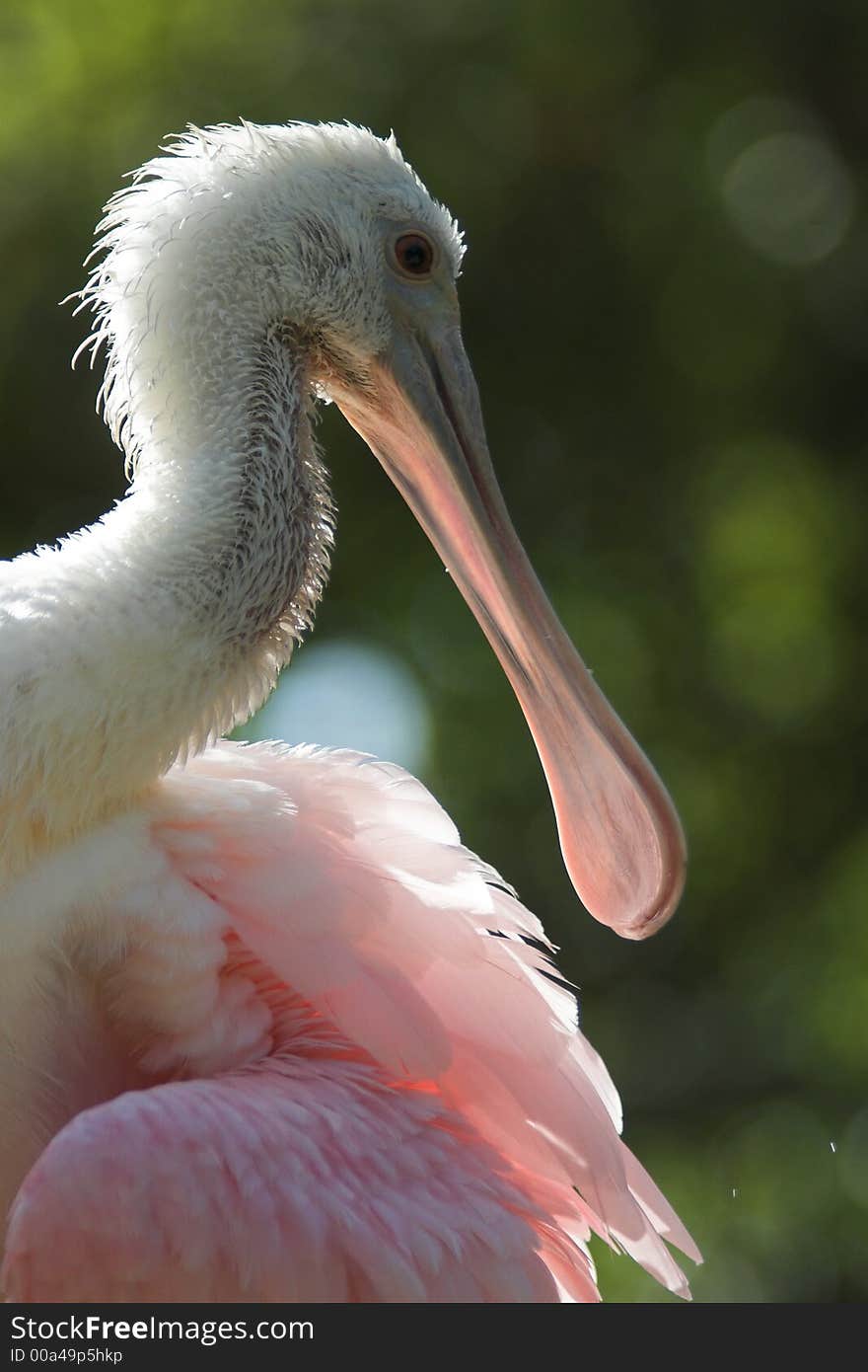 Roseate Spoonbill