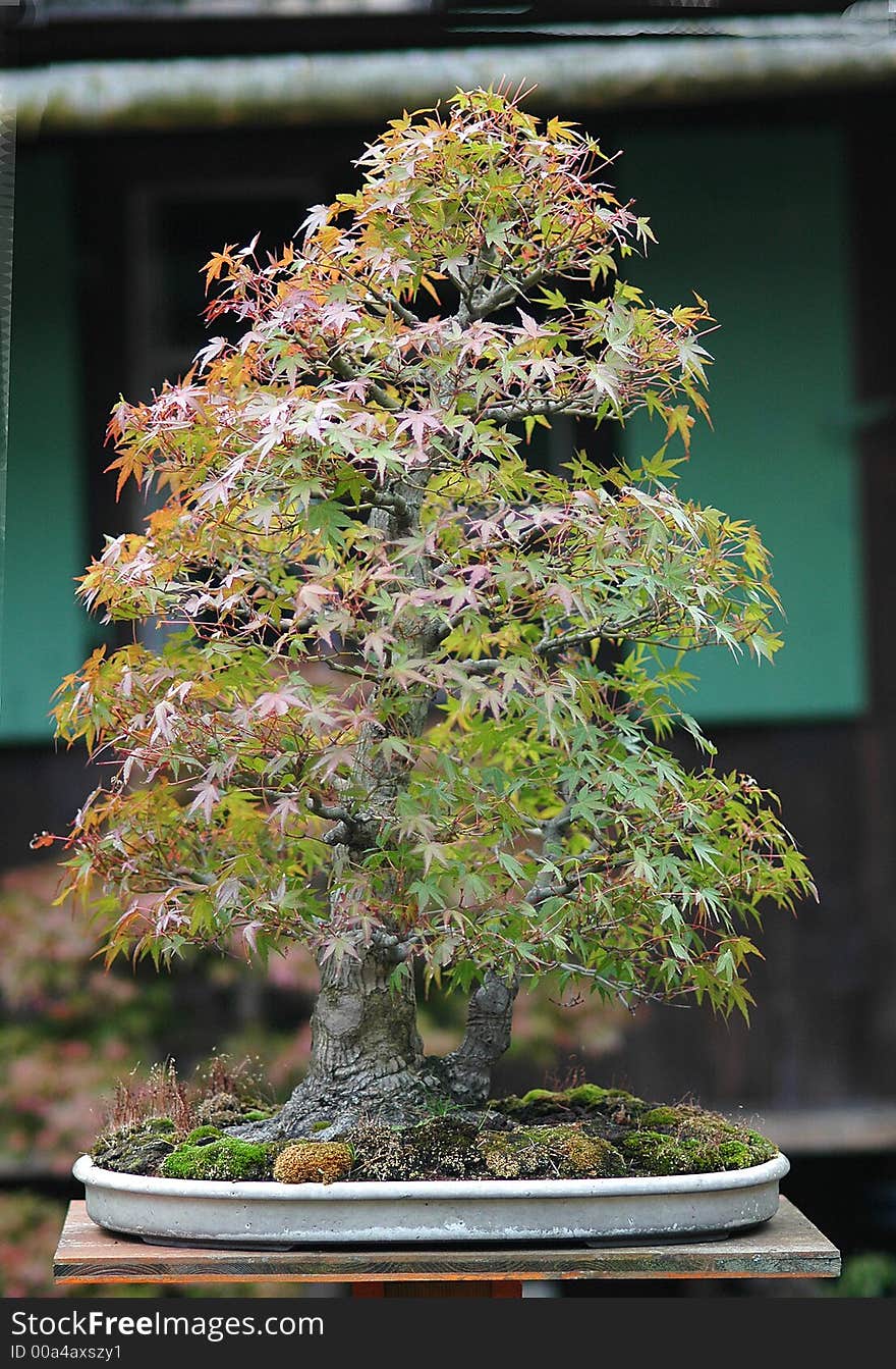 Japanese maple bonsai in fall