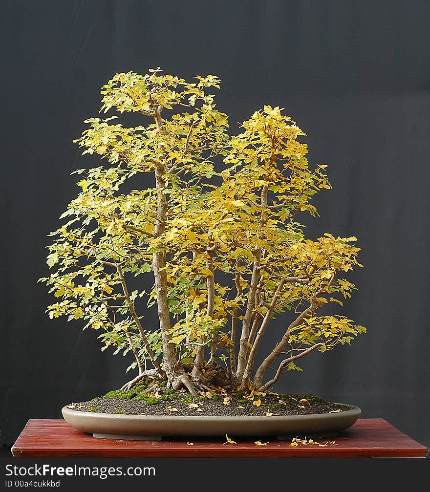 European field maple, Acer campestre, 80 cm high, around 40 years old, collected in Austria, styled by Walter Pall, pot by Derek Aspinall, clump style, picture 10/2006. European field maple, Acer campestre, 80 cm high, around 40 years old, collected in Austria, styled by Walter Pall, pot by Derek Aspinall, clump style, picture 10/2006