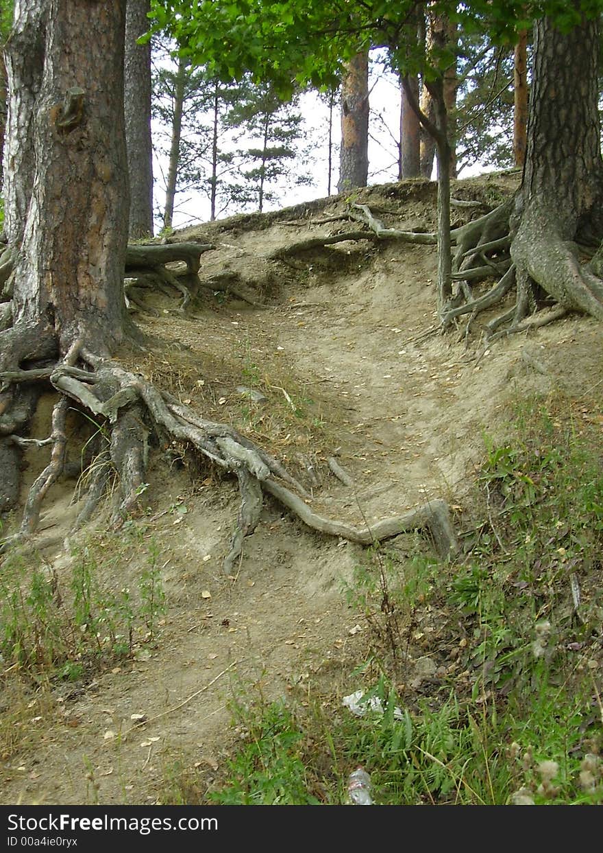 Pines growing on a slope