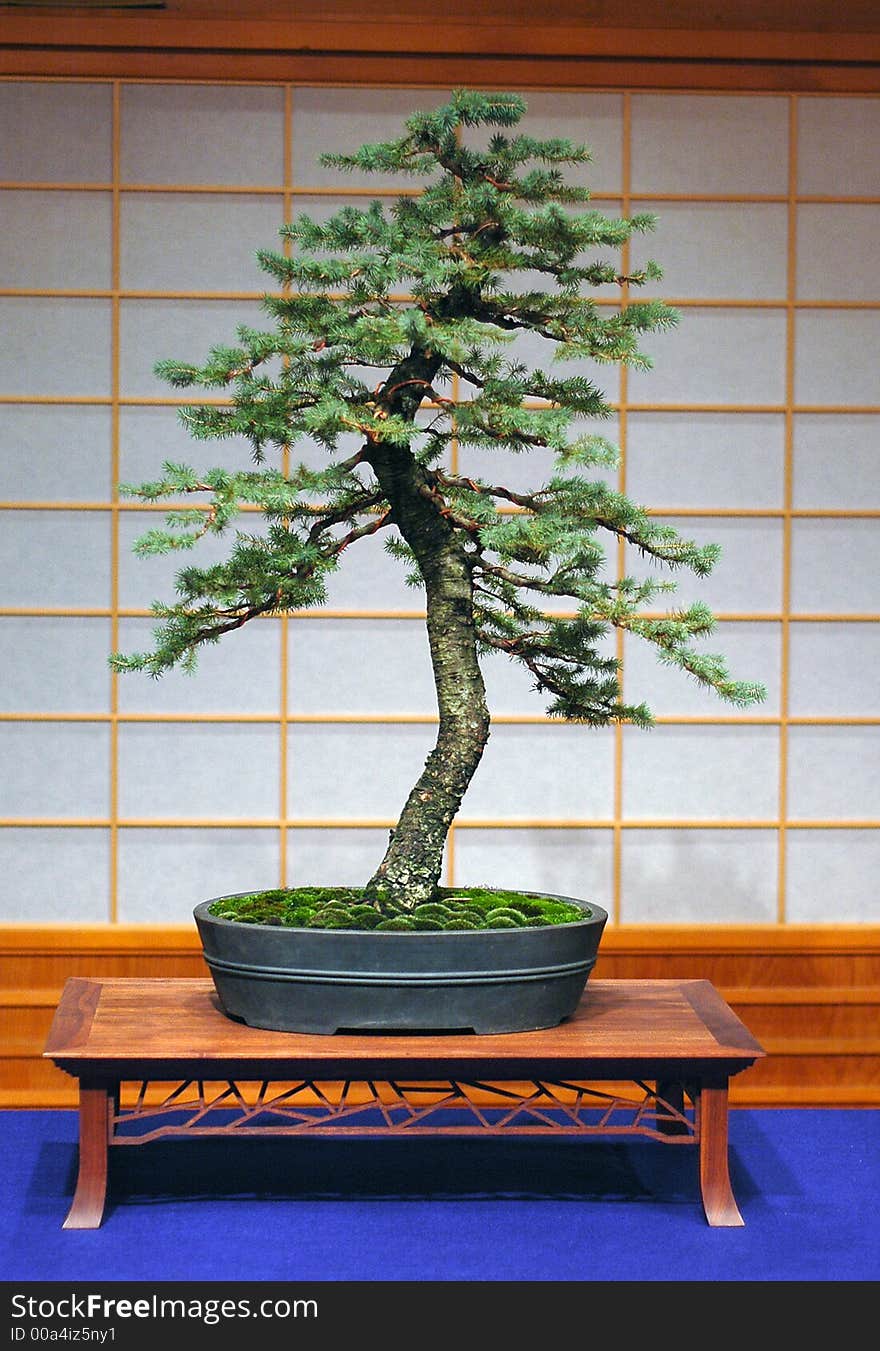 Engelmann spruce, collected in Oregon, about 70 cm high, around 40 yers old, made in America. Engelmann spruce, collected in Oregon, about 70 cm high, around 40 yers old, made in America