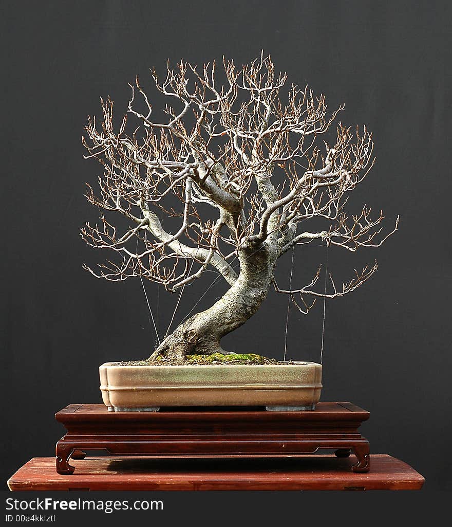 European beech bonsai, winter silhouette