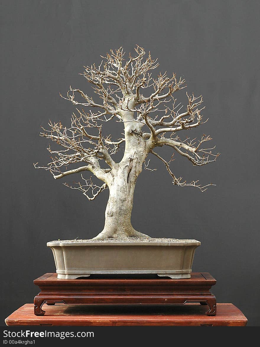 European beech bonsai, winter silhouette