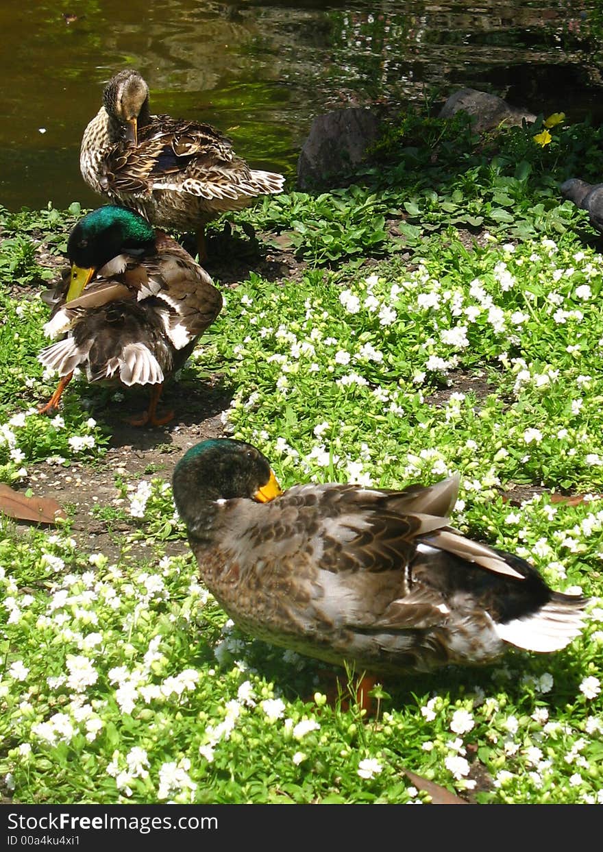 Ducks in the Plaza Guipuzcoa of Donostia cleaning its precious feathers