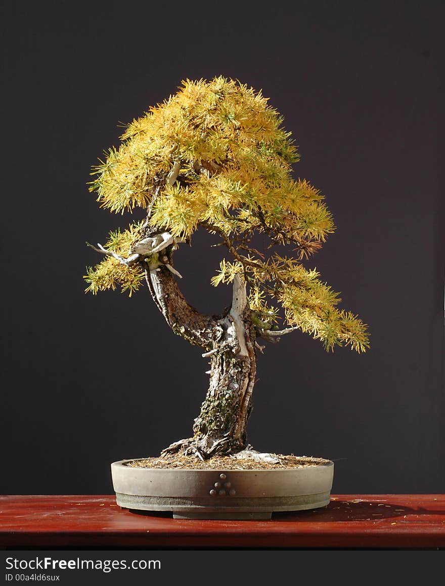 Larch bonsai in fall