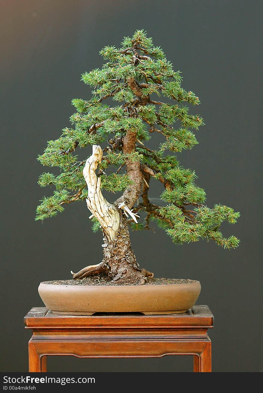 Spruce Bonsai With Deadwood