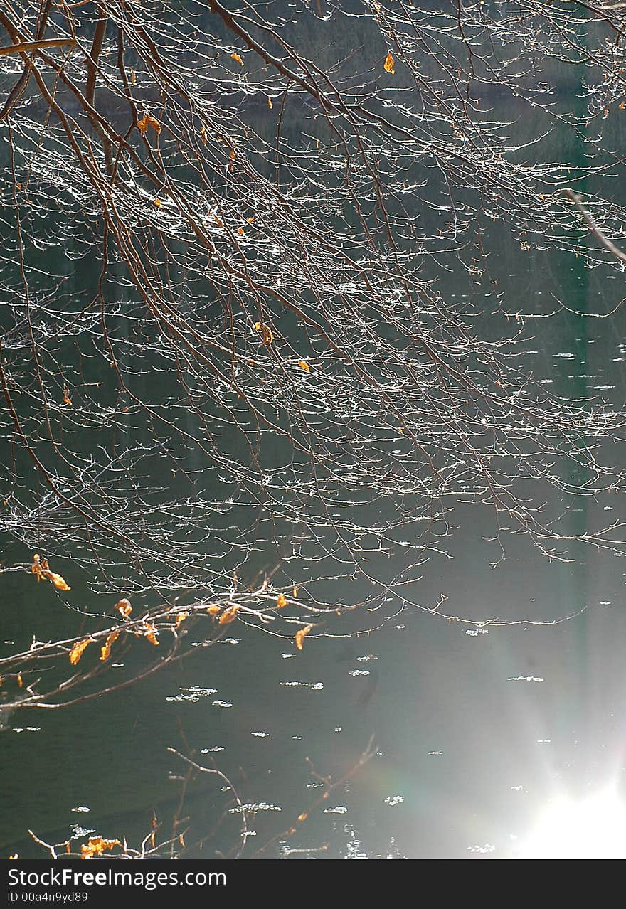 Beech twigs against lake