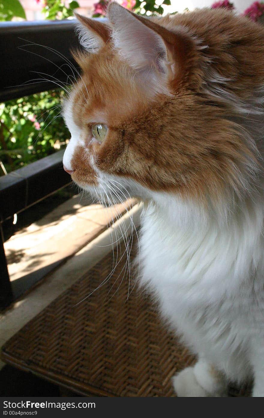 Sweet cat enjoying the outdoors