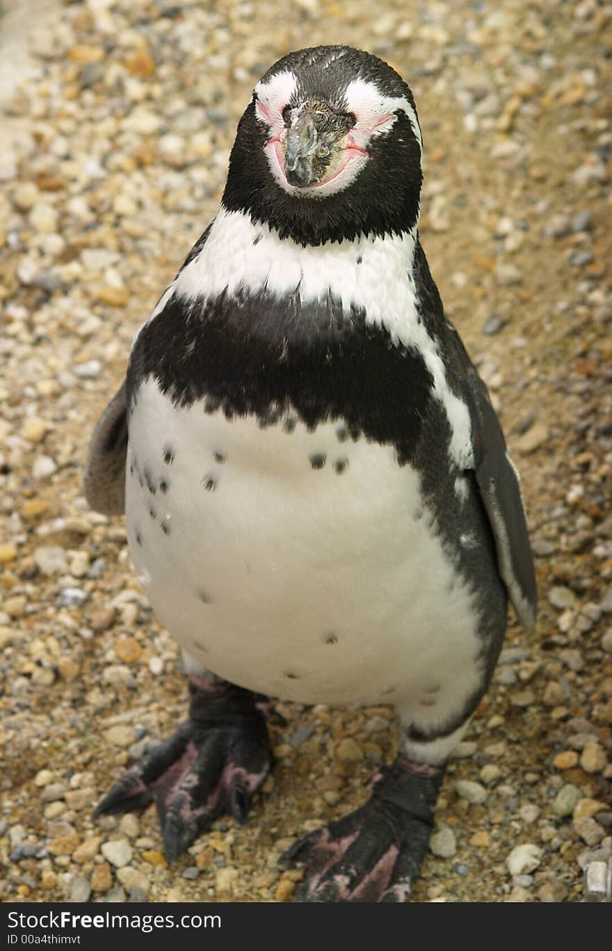 Standing penguin