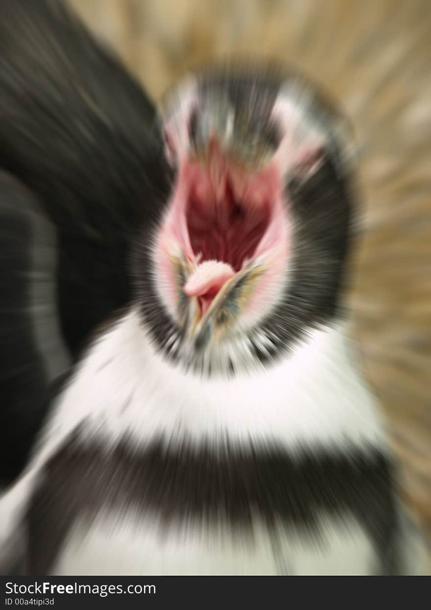 Enraged Penguin