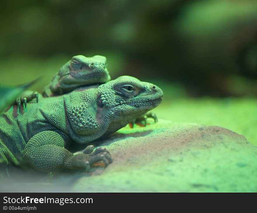 2 Chuckwalla lizards (Sauromalus ater)