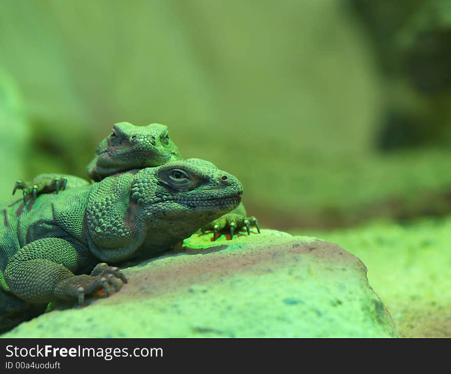 2 Chuckwalla lizards (Sauromalus ater)