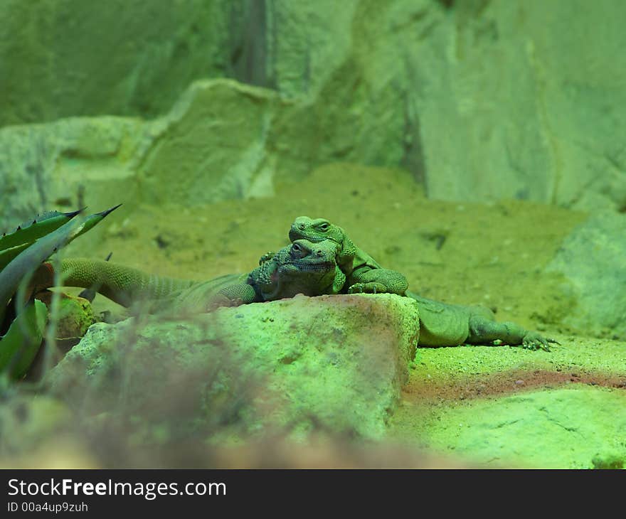 Chuckwalla lizards