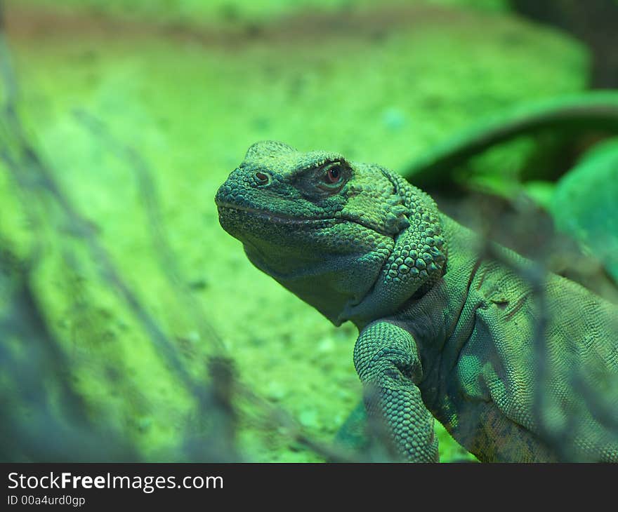 Staring Chuckwalla lizard (Sauromalus ater). Staring Chuckwalla lizard (Sauromalus ater)