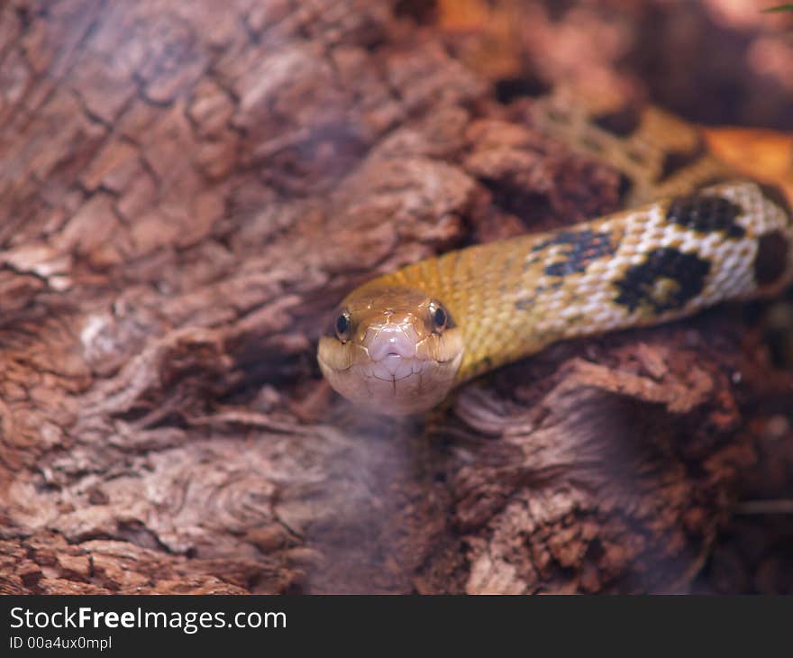 Focused Rat snake (Elaphe taeniura)